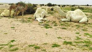 In the beginning of years, when the world was so new and all, and the animals were just beginning to work for man, there was a camel. Mme Ban On Camel Herding