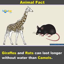 A camel can survive seven days without water, but not because they are carrying large reserves inside if there's any body part that excels at retaining water, the award goes to the camel's kidneys and intestines. Pin On Animal Facts