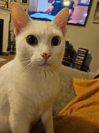 Lost grey and white tabby cat in Santee area