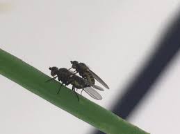 Image result for phytomyza gymnostoma