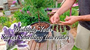 4 how to grow lavender from cuttings in water. How To Grow Lavender Cuttings Youtube