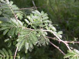 Image result for Acacia gerrardii