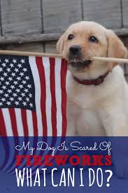 Dogs that may benefit from receiving benadryl are typically ones that may have allergies or are travelling. My Dog Is Scared Of Fireworks What Can I Do Puppy In Training