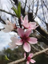 4k00:10spring blossom, peach garden, peach blossom trees. Low Chill Peach Trees Are Blooming In Fl Here S To Hoping For No More Freezes Gardening