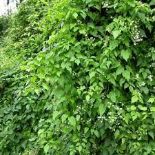 We did not find results for: Invasive Old Man S Beard Or Traveler S Joy Clematis West Multnomah Soil Water Conservation District