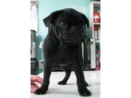 Pug puppies sc is a subsidiary site of carolina pugs.com to help people find a great pug puppy for sale in south carolina and north carolina. Pug Puppies For Sale