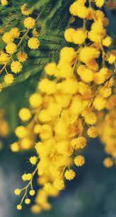 Mimosa Mimosa Flower Flowering Trees Romantic Flowers