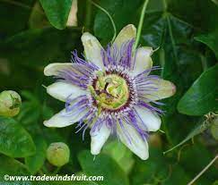 Blue Passion Flower Passiflora Caerulea Seeds Blue Passion Flower Passiflora Caerulea Passion Flower