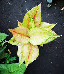 Pin On Aglaonema Hybrids Collection