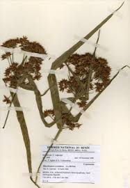 Image result for Scleria melanotricha