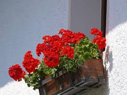 10 Piante Per Un Balcone Esposto A Sud Community
