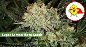 Where To Buy The Best Super Lemon Haze Seeds Online 10buds