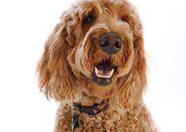 Whether you're looking for memorable gifts or everyday essentials, you can buy them here for less. Veterinary Professionals Vote On The Best Dogs For New Owners