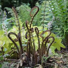 Check spelling or type a new query. Nature By Design