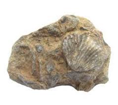Fossil Identification And Classification