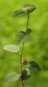 Image result for Sida ovata
