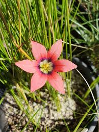 Image result for Romulea