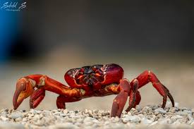 Christmas island crabs cocos island crab and lobster australia animals beautiful fish ocean life celestial sea creatures under the sea. Sort Of Christmas Island Red Crab Migration And A Few Misc Christmas Island Other Goodies Fm Forums