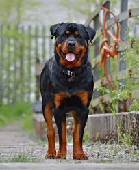 Rottweiler life is your first and last stop when it comes to quality rottweiler information. Dobermann Und Rottweiler Von Mythen Umgebene Rassen Haustierfreundlicher Tourismus