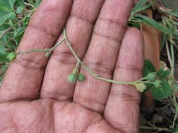 Image result for Corbichonia decumbens
