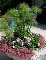 How To Grow And Propagate Papyrus Umbrella Plant Indoors Plants Container Plants Shade Loving Perennials