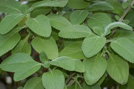Image result for Plectranthus mandalensis