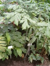 Image result for Anchomanes giganteus