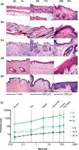 Training day (2001) cast and crew credits, including actors, actresses, directors, writers and more. Allometric Scaling Of Skin Thickness Elasticity Viscoelasticity To Mass For Micro Medical Device Translation From Mice Rats Rabbits Pigs To Humans Scientific Reports