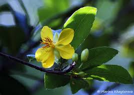 Image result for Ochna kirkii