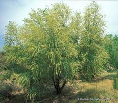 Image result for Salix