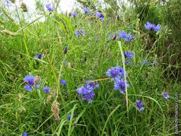 Dans Les Bois De Varennes Balade En Haute Loire Pres De Saint Privat D Allier Dans La Bulle De Manou En 2020 Haute Loire Dans Les Bois Fleurs Champetre
