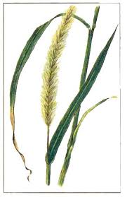 Image result for Setaria sphacelata