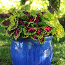 Image result for Coleus