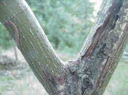 When the leaves fall off and the subtle shape of a japanese maple's trunk is revealed during the winter months. Japanese Maple Bark Related Issues Ubc Botanical Garden Forums