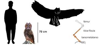 Descubren Una Lechuza Gigante Canibal De 40 Mil Anos De Antiguedad Lechuza es el nombre común de varias aves del orden de las estrigiformes o rapaces nocturnas. descubren una lechuza gigante canibal