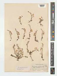 Image result for Polysphaeria harrisii