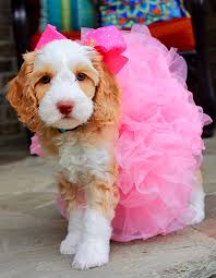 To reserve your australian labradoodle please fill out our puppy application $400. Monarch Australian Labradoodles Your New Best Friend Is Here