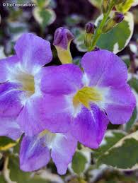 Image result for Asystasia vogeliana