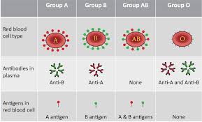 74 Punctilious Blood Group Flow Chart