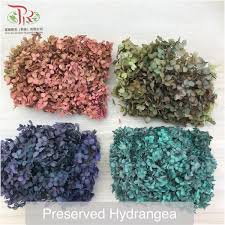 Pin By Pudu Ria Florist On Preserved Flower Hydrangea In 2020 How To Preserve Flowers Flowers Herbs