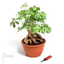 Image result for Cussonia spicata