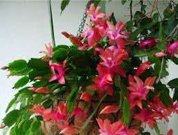 This plant comes from the mountains of there are several species of this plant, but the christmas cactus gets its simple name because it tends to. Get Christmas Cactus Ready To Flower Gardeners Tips