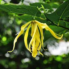Pin On Authentic Aromatherapy