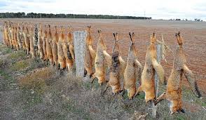 • a vice segment on australia's feral cat cull. Fox And Cat Cull In Australia Natural History