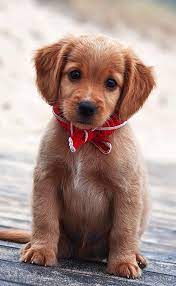 Cute Puppy Cute Animals Cute Puppies Puppies