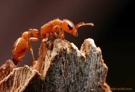 Image result for Pseudopod Ospermum