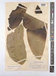 Image result for Klainedoxa