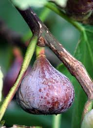 Résultat de recherche d'images pour "scolyte du figuier"