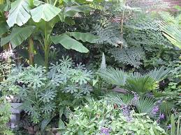 Image result for Manihot grahamii