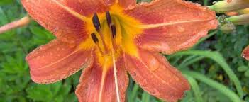 Maybe you would like to learn more about one of these? Species Daylily Orange Daylily Tawny Daylily Ditch Lily Hemerocallis Fulva